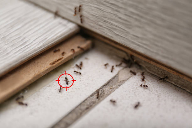 Best Wasp Removal Services  in Ransom Canyon, TX