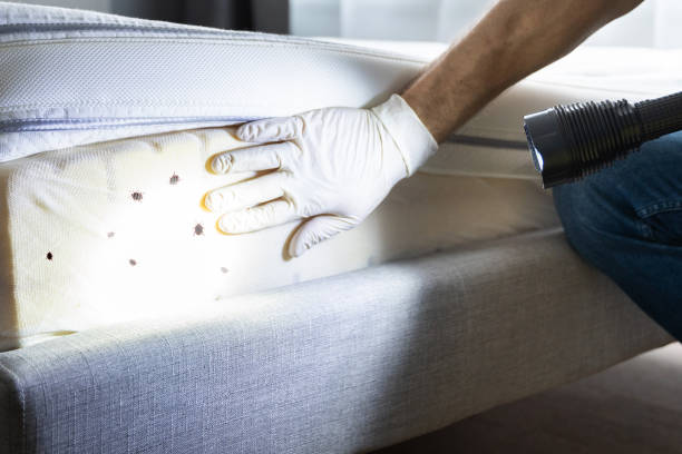 Best Insect Control  in Ransom Canyon, TX