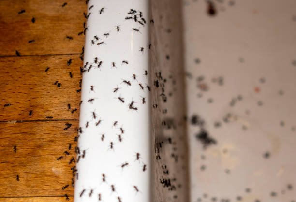 Best Emergency Pest Control  in Ransom Canyon, TX