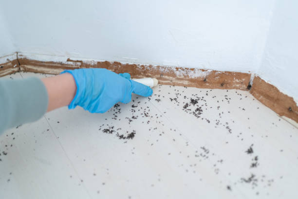 Best Wasp Removal Services  in Ransom Canyon, TX